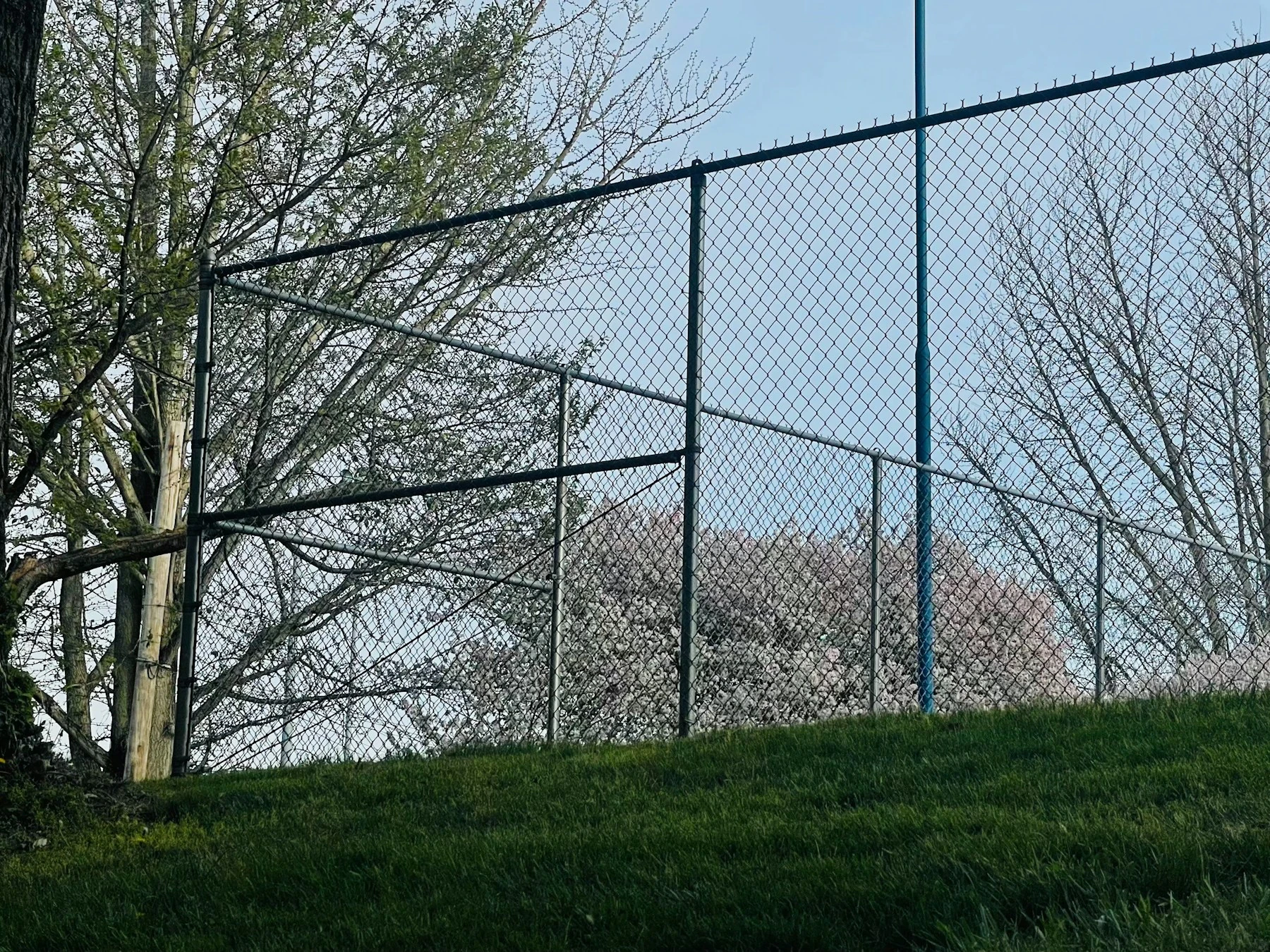 Tall black chain link fence along a grassy property edge