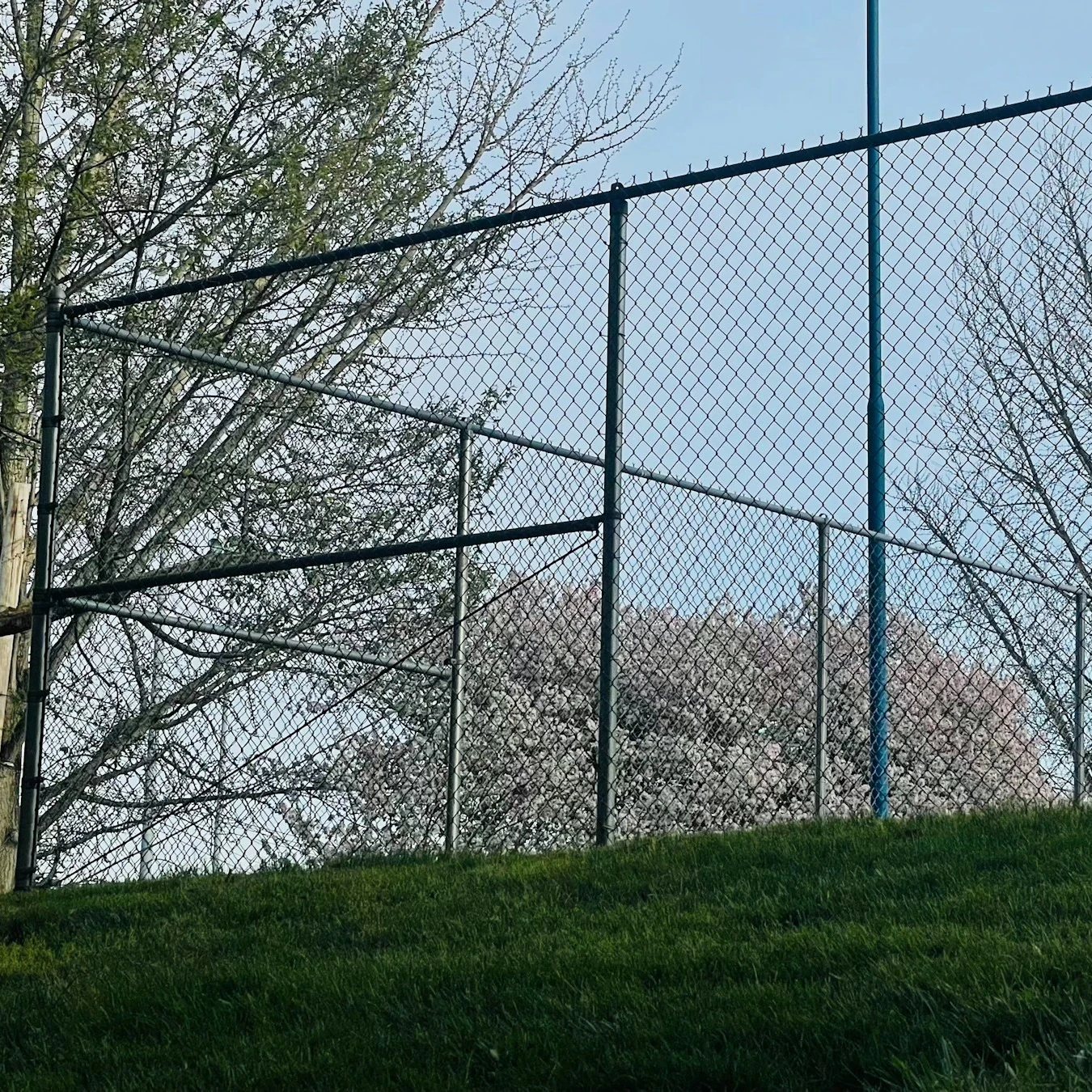 Tall black chain link fence along a grassy park edge